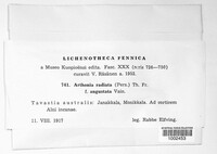 Arthonia radiata image
